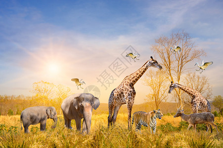 热带天空肯尼亚大群非洲野生动物保护概念图片