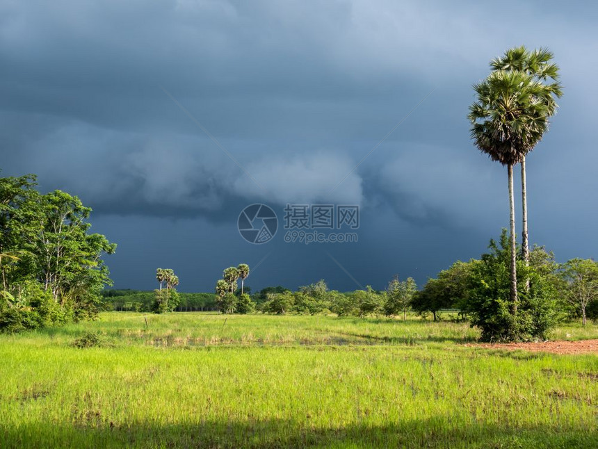 气象暴雨淹没泰国大米棕榈甘蔗树的天上草叶子图片