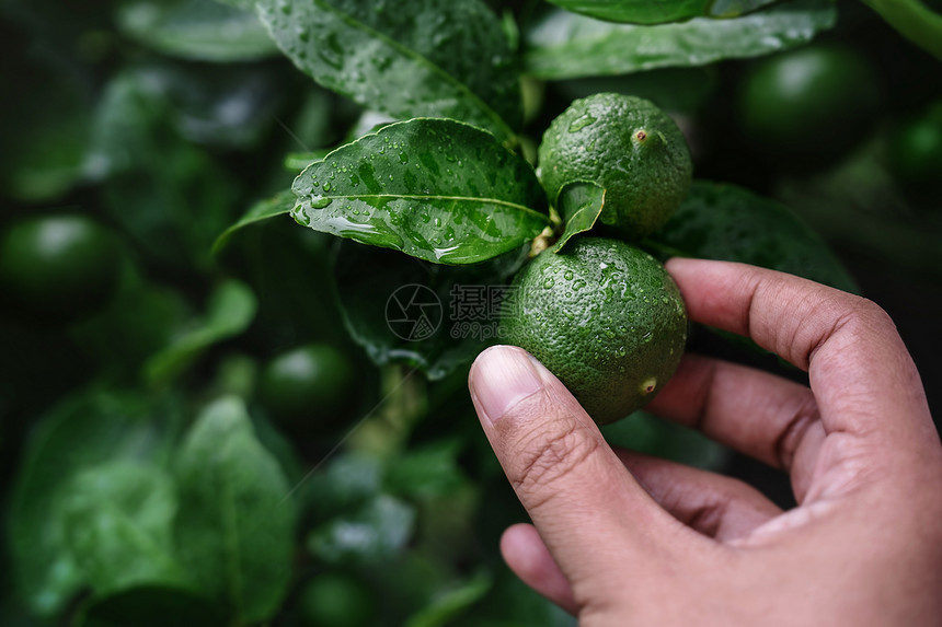自然郁葱果园采摘有机农地原住民新鲜绿色柠檬至东南亚在雨日或下水后拍摄到的镜头中照片来自FlickrrrsquopsAldhand图片