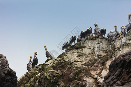 鸟粪巴列斯塔群岛一个充满鸟类和企鹅的保护区生产瓜诺热沿海图片
