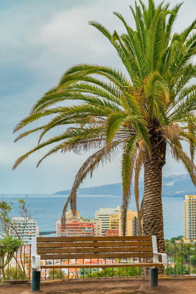 夏天水墙纸美丽的绿色棕榈树在悬崖上的长椅与下面城市和蓝色阳光明媚天空背景西班牙特内里费岛拉克鲁斯港西班牙特内里费岛图片