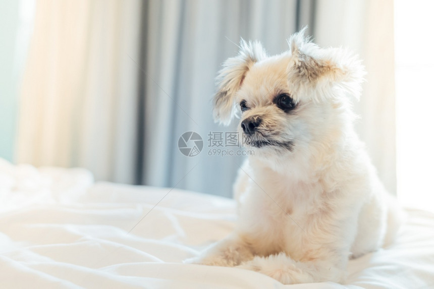 户外甜蜜的梦与ShehTzuPomeranianPomeranian和Poodle坐在床上或睡戴白面纱在家中卧室或旅馆的床上看到图片