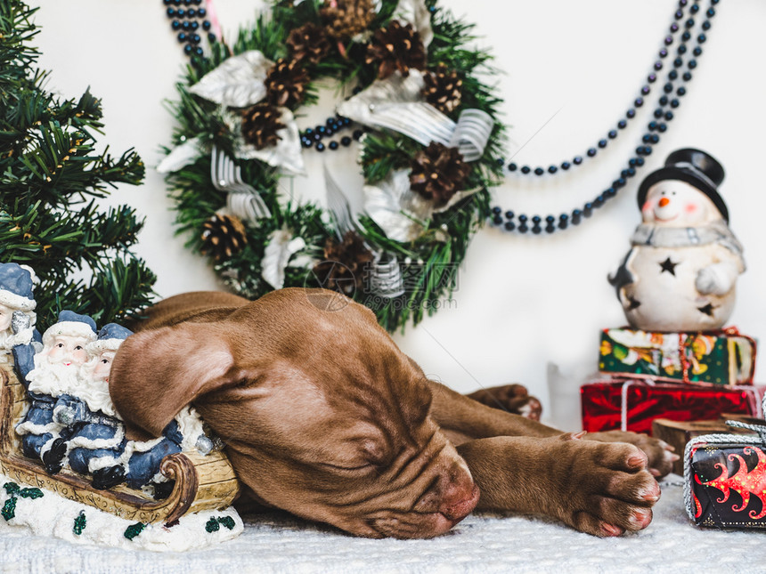 礼物可爱的巧克力颜色圣诞装饰品地毯和盒子上面绑着弓近身工作室照片的紧靠式工作室照片料教育服从培训和宠物抚育的概念Young迷人的图片