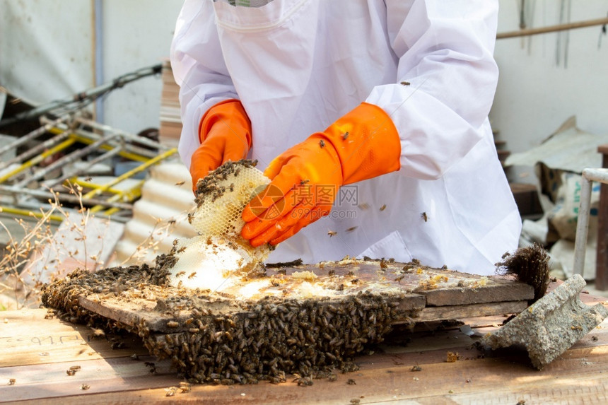 金的蜜糖食物穿着白色保护西装的亚洲养蜂人正在用窝操控着满是金蜂蜜的巢养人在花园概念中收获蜜图片