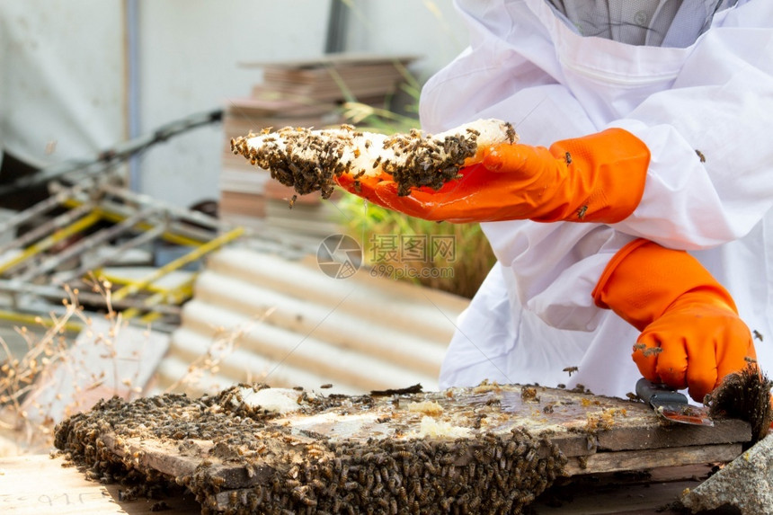 肖像蜂房胶穿着白色保护西装的亚洲养蜂人正在用窝操控着满是金蜂蜜的巢养人在花园概念中收获蜜图片