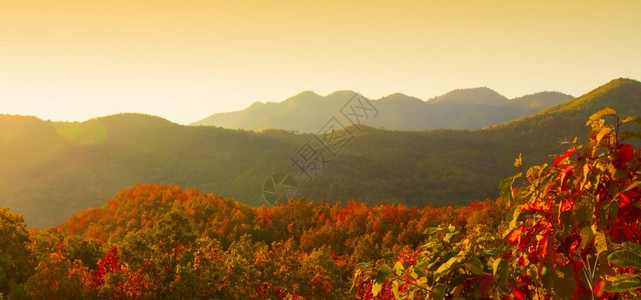 秋季日出森林枫叶林图片