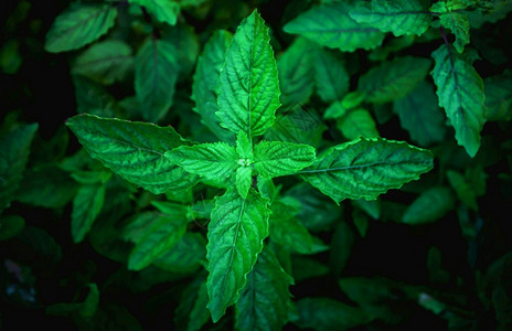 肉植物紫色的叶子泰国式绿色新鲜甜的烤面包机在蔬菜花园里阳光照在晨中作为背景设计图片