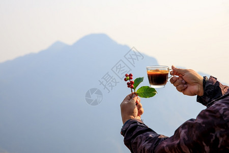 手握着樱桃生咖啡豆和热杯白色背景的自然山复制空间和有选择的聚焦点健康户外新鲜的背景图片