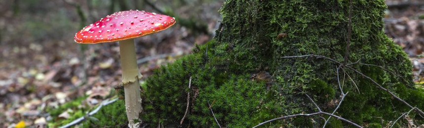 树根部色彩鲜艳的蘑菇图片