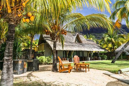 毛里求斯岛海滩别墅棕榈树下的热带特节假日松弛树木天堂图片