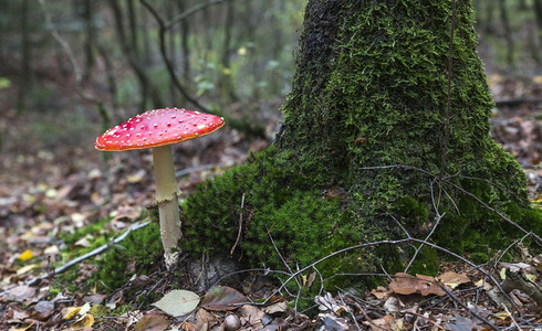 毒蕈菇树根部色彩鲜艳的蘑菇背景