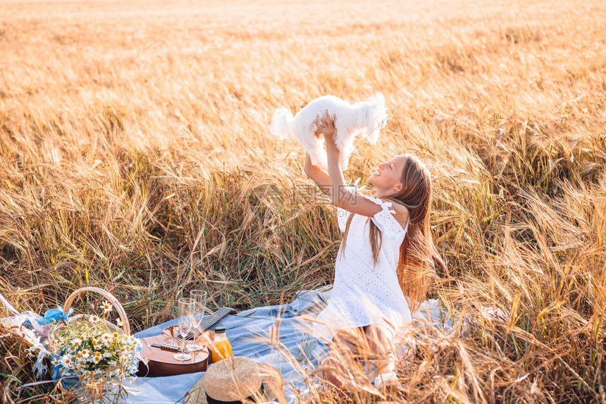 场地假期花小女孩在麦田与白狗一起玩野餐快乐儿童与狗一起玩小麦田游戏图片