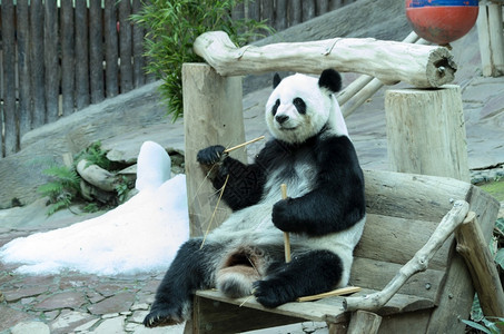 哺乳动物栖息地树大熊吃竹子以换取泰国巨熊的清迈动物园食图片