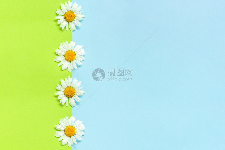 高架垂直线洋甘菊雏花在绿色和蓝纸背景上以最小样式复制空间模板用于刻字文本或您的设计创意平躺顶视图自上而下组合垂直线洋甘菊雏花在绿图片