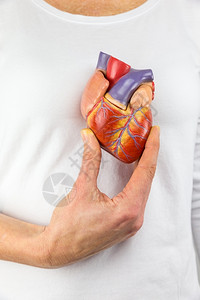缺点主动脉合成的女手在人体面前展示造心脏模范图片