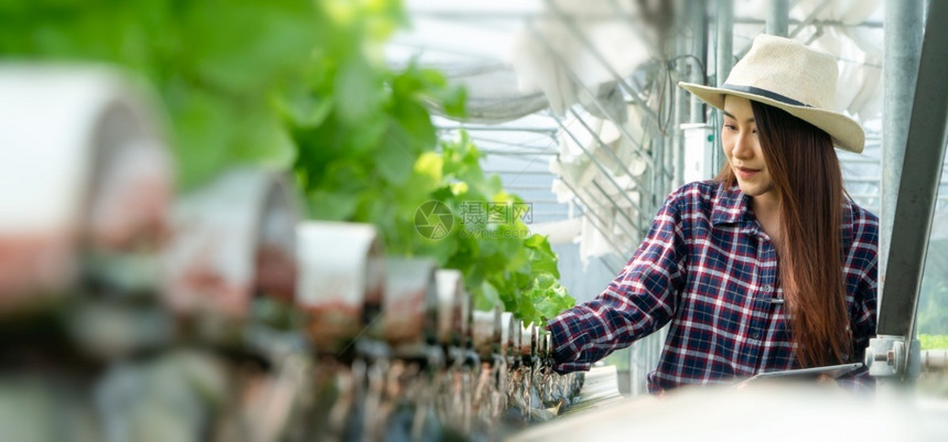 采用股票场地亚洲女农民在温室业数字技术概念中检查沙拉蔬菜生长情况并使用平板来控制水轻栽培植物系统农场温度和淡水以控制农业数字技术图片