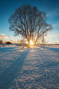 太阳黑暗的寒冬田阳光冲破树木平滑的雪地表面有直蓝的色阴影打破图片