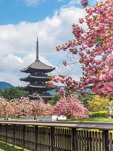 花朵传统日本塔和樱花开在朝野日粉色的天空高清图片