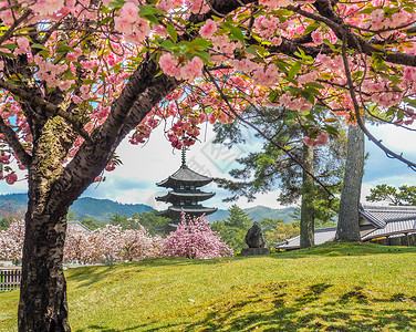 传统日本塔和樱花开在朝野日著名的花园蓝色图片