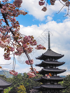 粉色的植物群传统日本塔和樱花开在朝野日分支图片