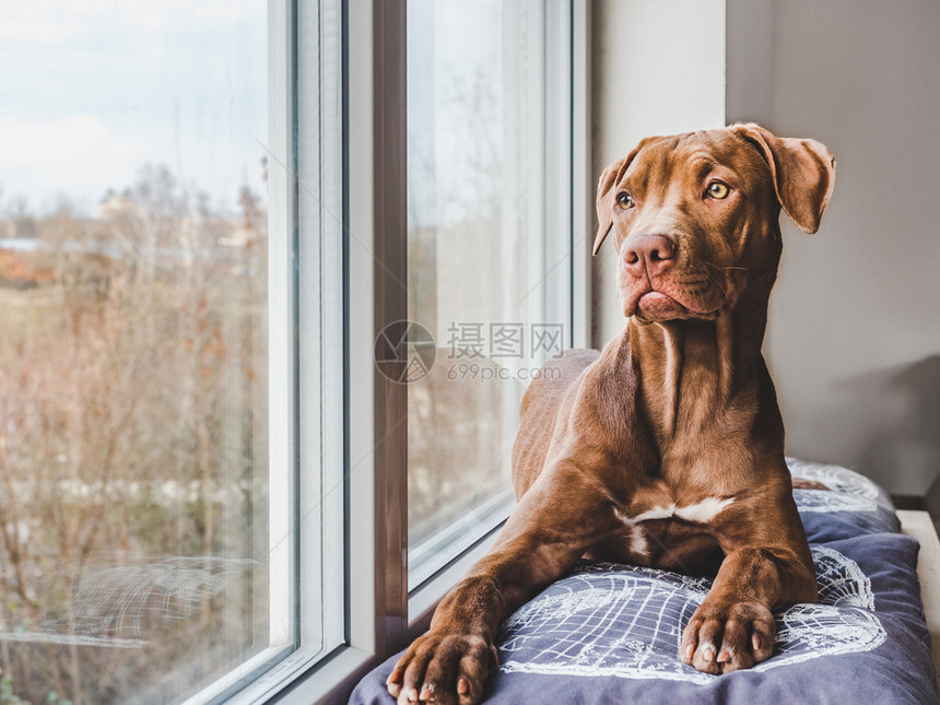 关心拉布多犬公牛可爱的巧克力颜色小可爱坐在窗台上关户室内白天灯光护理教育服从训练养宠物的概念甜小狗睡在软格子上图片