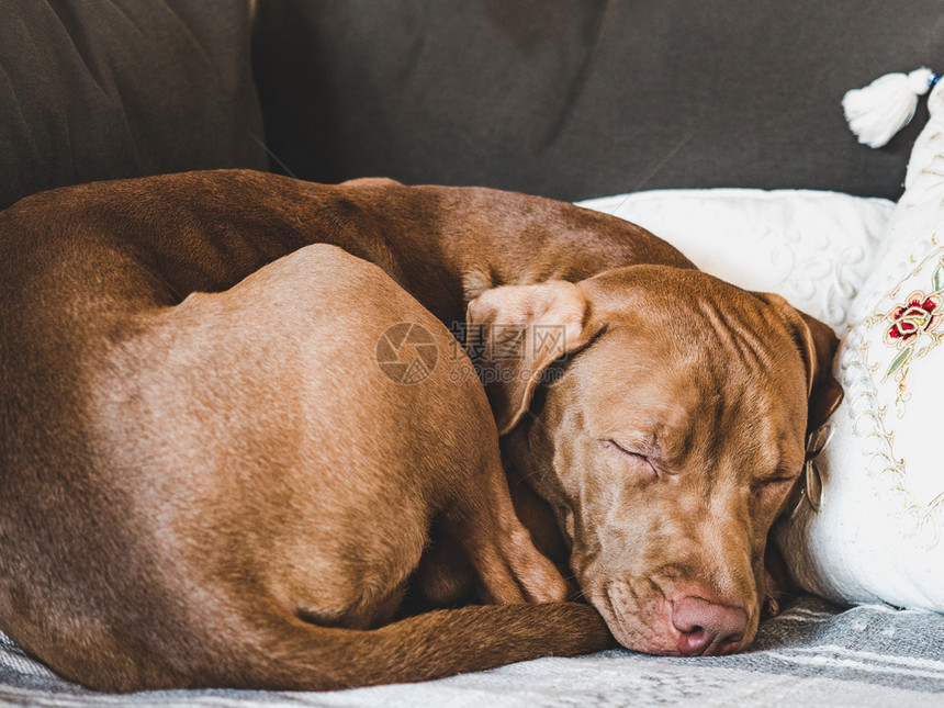提高维兹拉可爱的巧克力颜色小可爱躺在一个格子密闭的室内日光灯上护理教育服从训练养宠物的概念甜小狗睡在软格子上关心图片