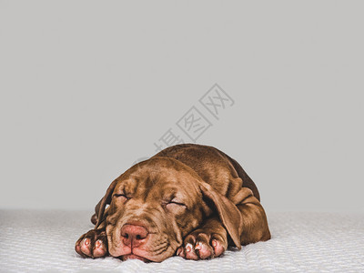 拉布多犬天公牛可爱的巧克力颜色小可爱躺在一个格子密闭的室内日光灯上护理教育服从训练养宠物的概念甜小狗睡在软格子上背景图片
