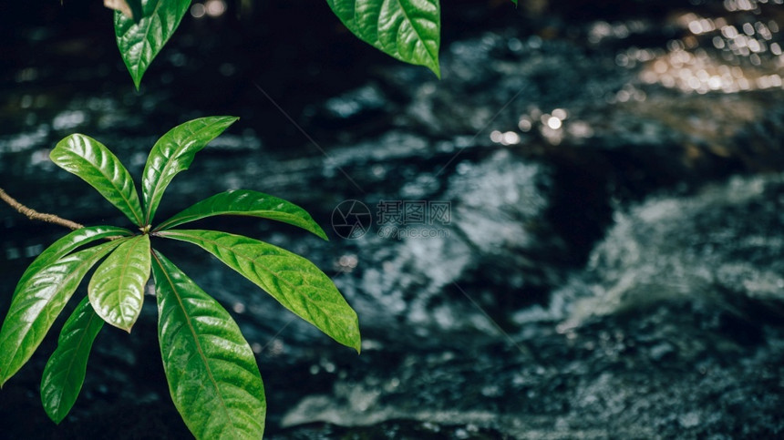 旅行自然班巴拉瓦纳水流在黑暗背景中迅速流动因为树叶以浅地焦点运动图片