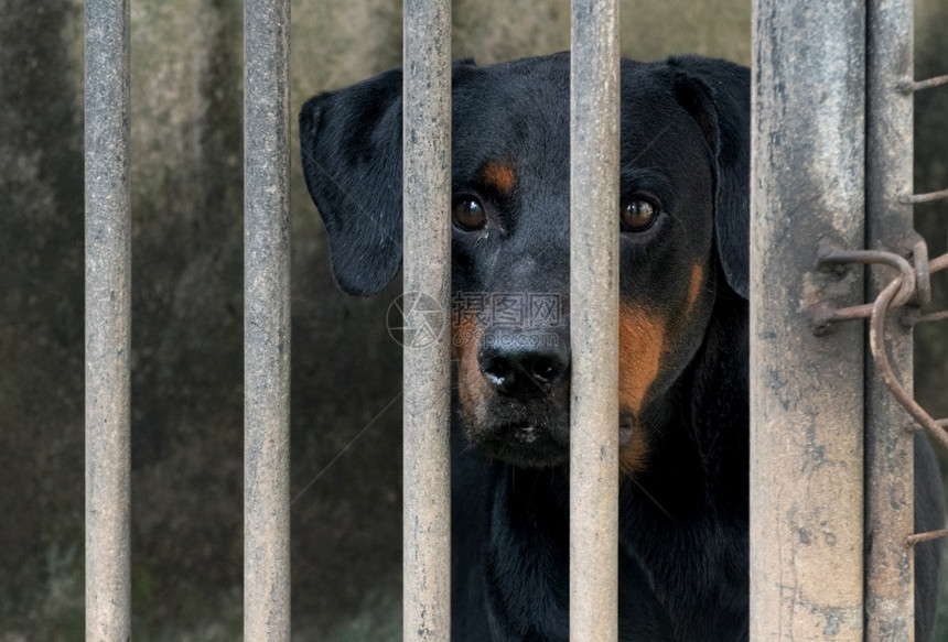 孤独救援被关在狗笼里严刑拷打的概念人类残酷感是最令人痛苦的庇护所图片