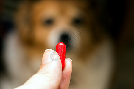 狗手小狗预防治疗女手持药丸和特写物以及对哈巴狗很重要的药物模糊了背景观念概一些犬种不喜欢在生病时服用药物特写女手持药丸和特写物在哈巴背景