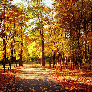 秋天森林自然风景图片