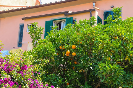 橙子屋叶尔巴岛意大利美景横溢的小镇房子附近的橙树和灌木丛码头图片