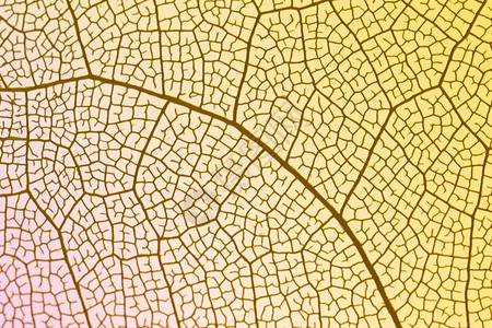 解析度河黄色背光透明叶子高分辨率照片黄色背光透明叶子高质量照片请享用图片