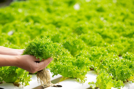 水文系统种植蔬菜和草药而不使用土壤促进健康现代食品和农业设计概念现代食品和农业设计概念技术温室抽象的图片