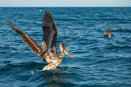 西洋鹈鹕假期喂食高清图片