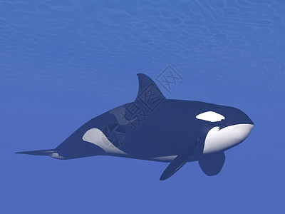 静悄的杀手或虎鲸者小猩类鳄鱼单独游进深水下猎杀鲸鱼3D转化黑鱼数字的插图设计图片