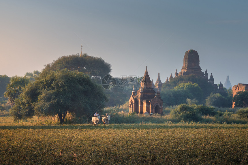 精神缅甸语清晨农民在古寺附近田里工作的东南图片
