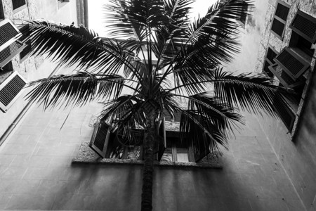 旅行历史家西班牙别墅法院的黑棕树和白榈图片