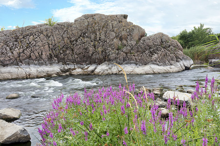 河边美丽的紫色的好多图片