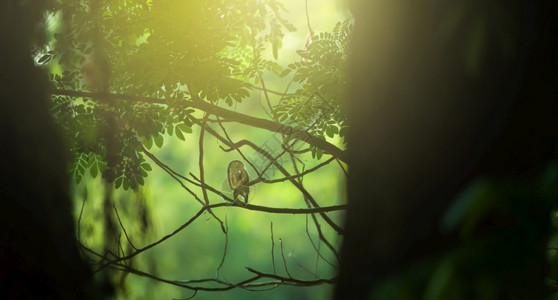 日落时的深森林里树枝上一只亚洲小手袋以为着眼点印度自然温暖的图片