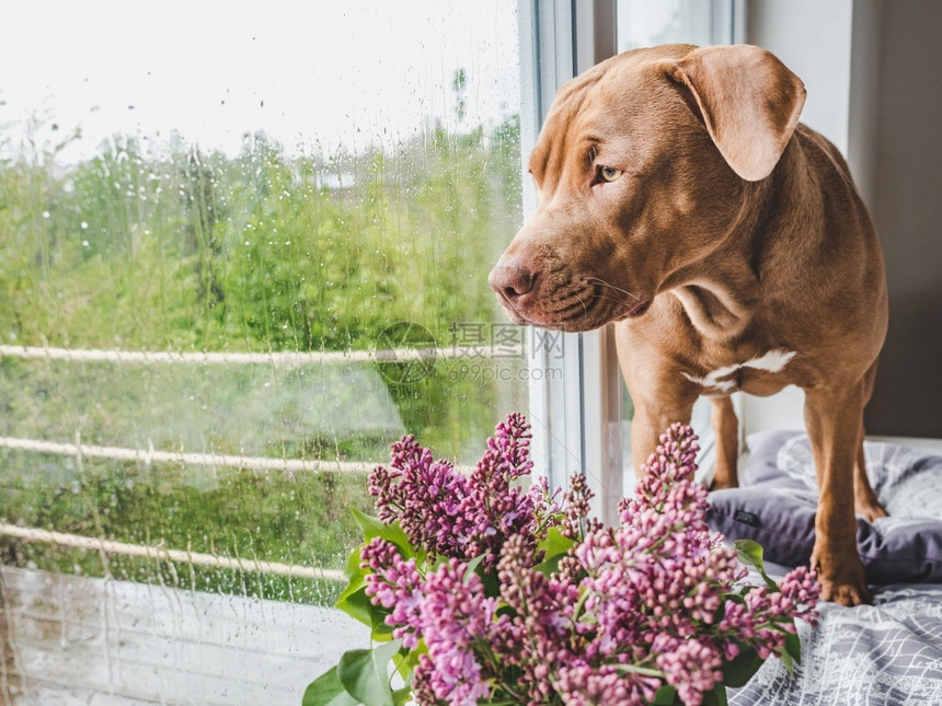 春天分支拉布多犬可爱的巧克力彩色贴近室内白天灯光关心教育服从训练的概念养宠物可抚摸爱的巧克力彩色贴近的小狗图片