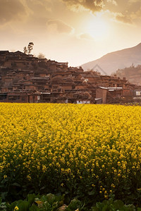 云南农村景点日落时相片状芥田和一个古老村庄文化丰富多彩的种植园图片