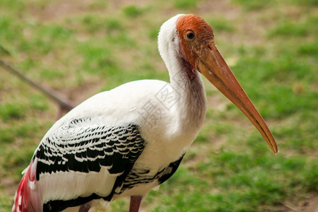 野生动物鹳图片