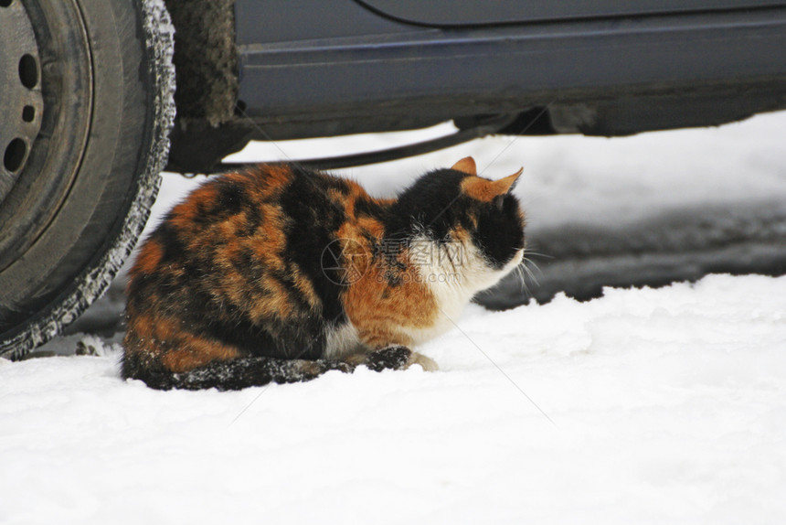摄影帮助一只披着乌龟壳外套颜色的猫躺在车轮旁边的雪上薄图片