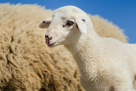 羊茸哈德毛茸的户外在阳光明媚的夏日或春仰着羊群站在旁立的紧贴在蓝天有选择焦点边视线上重背景