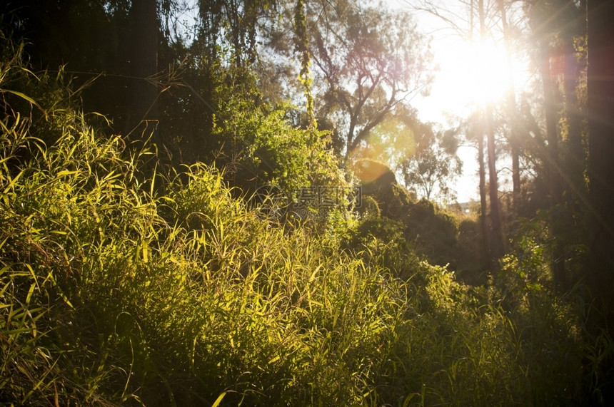 金子绿色树木和草地的亮光下山阳流过森林突出树木和草地太阳图片