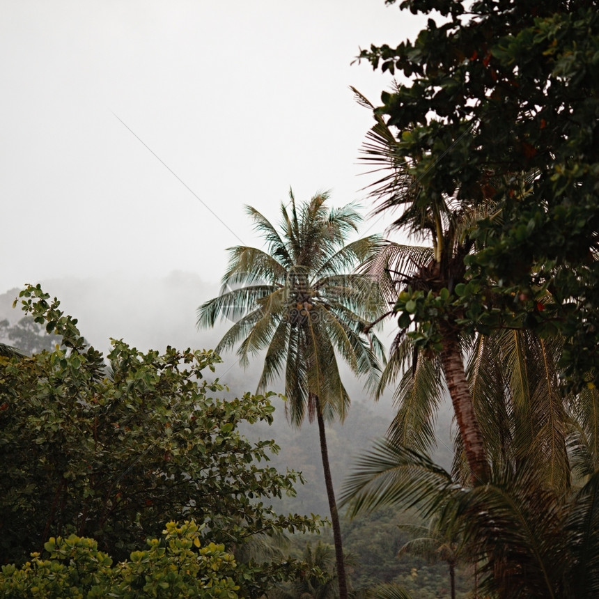 雨下丛林泰国安达曼海岸正方形蓝色的叶子图片