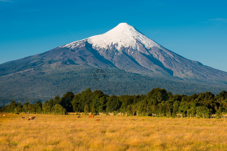 目的地智利Llanquihue湖沿岸的OsornoVolcano脚下有奶牛的农场智利拉各斯X区人奥索尔诺图片