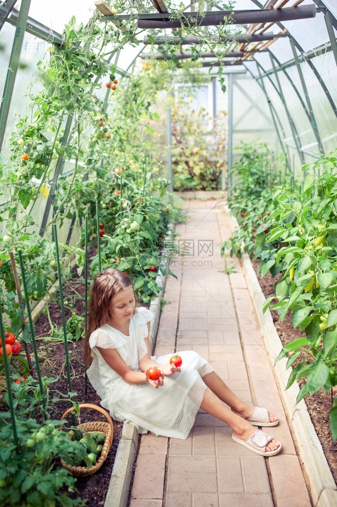 肖像快乐的春天可爱小女孩在温室中采集黄瓜和西红柿用小篮子和蔬菜配的婴儿长相与小篮子一起捕捉可忍受的小女孩在温室中收获黄瓜和西红柿图片