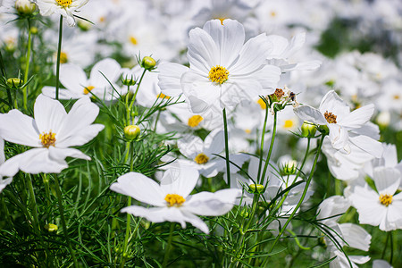 墨西哥紫苑季节花园高清图片